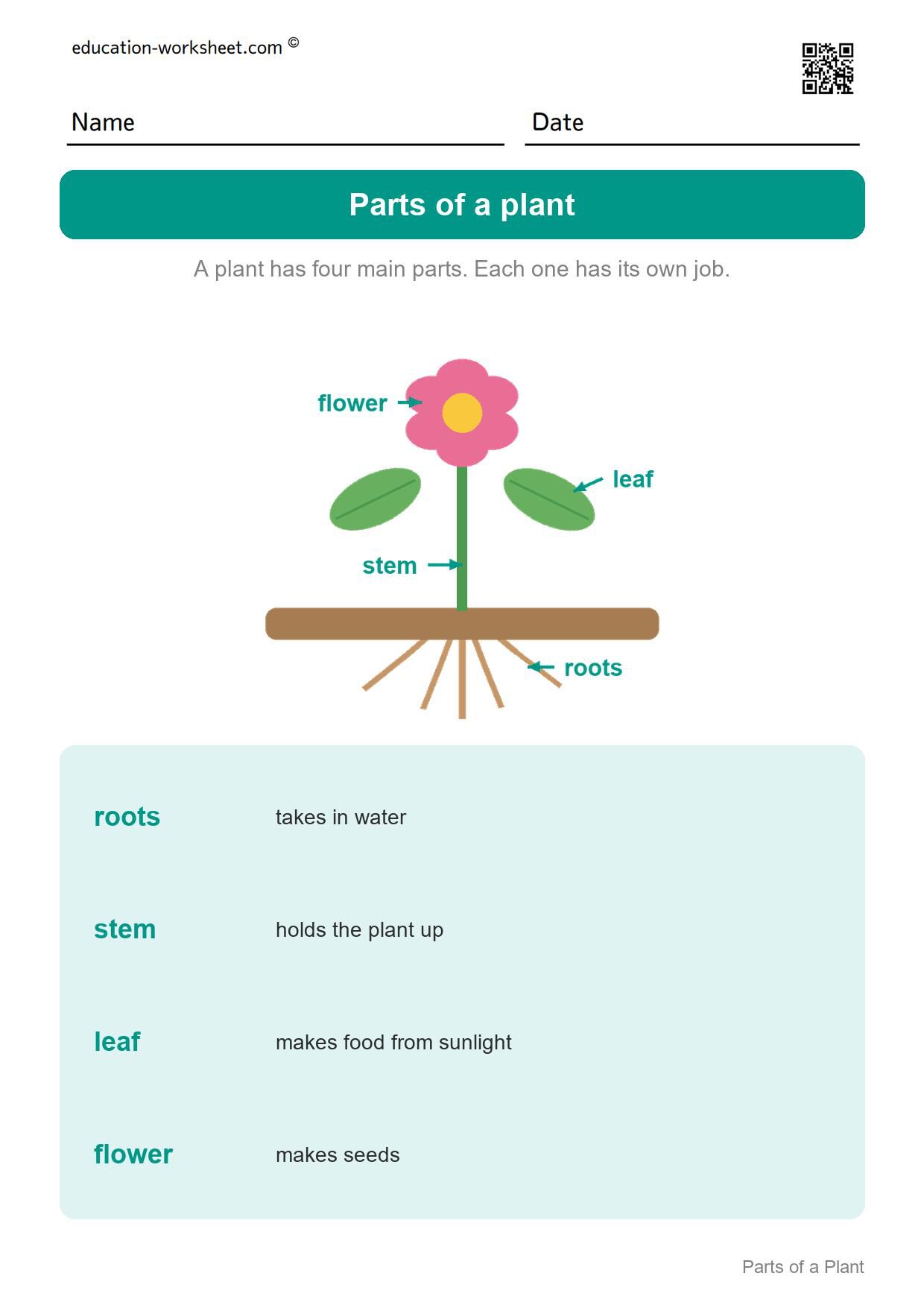 Parts of a plant (start here) - Free Parts of a Plant Worksheets for Kindergarten - Science