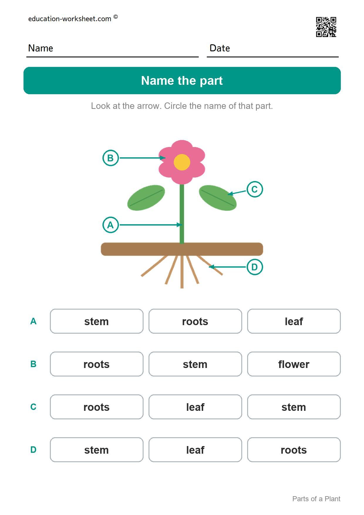 Name the part (Set 9) - Free Parts of a Plant Worksheets for Kindergarten - Science