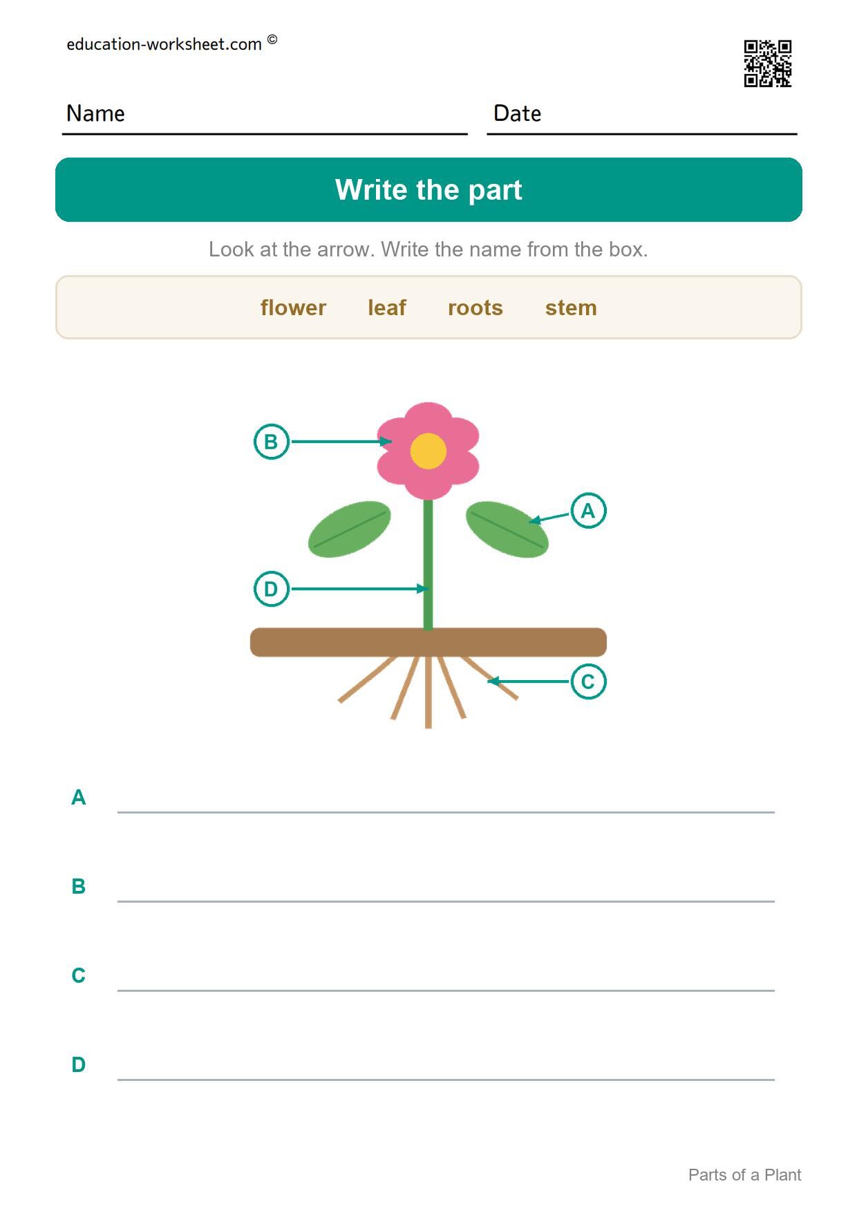 Write the part (Set 12) - Free Parts of a Plant Worksheets for Kindergarten - Science