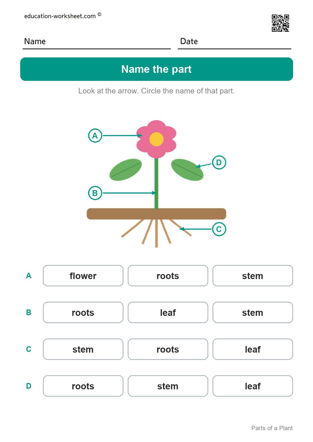 Name the part (Set 1) - Free Parts of a Plant Worksheets for Kindergarten - Science