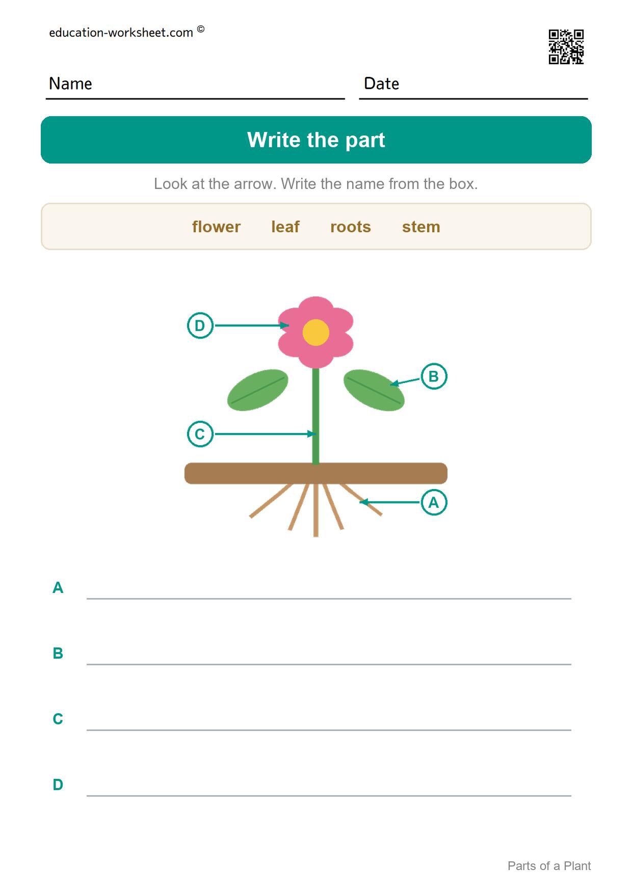 Write the part (Set 4) - Free Parts of a Plant Worksheets for Kindergarten - Science