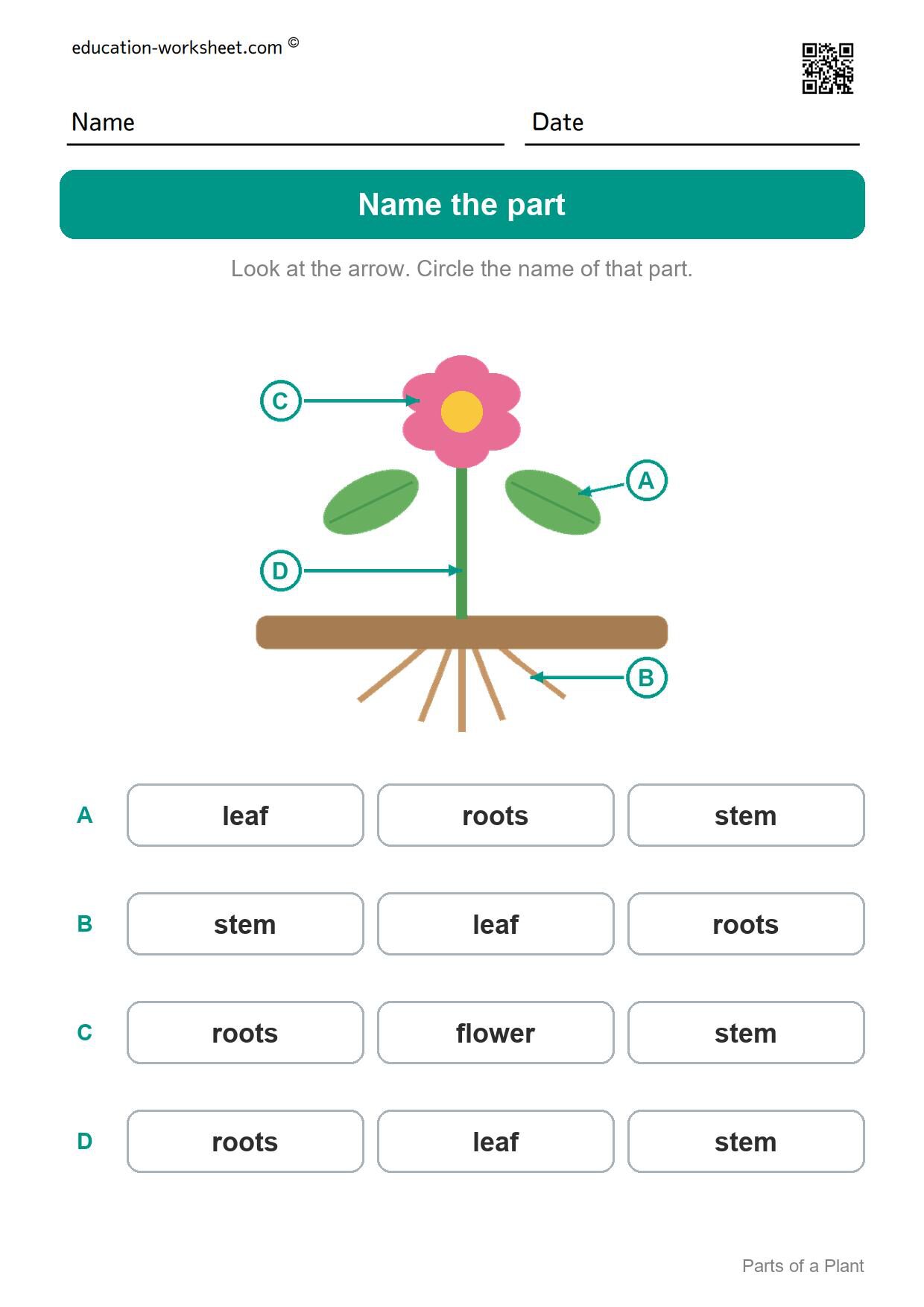 Name the part (Set 5) - Free Parts of a Plant Worksheets for Kindergarten - Science